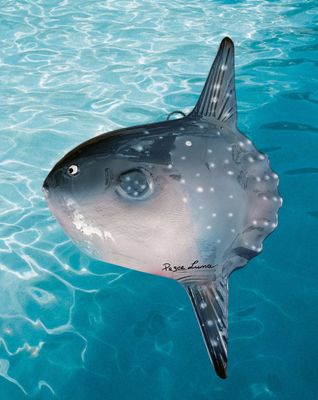 Pesce Luna L. cm 25 x A. cm 18