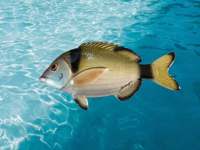 Sarago  L. cm 20 x A. cm 10