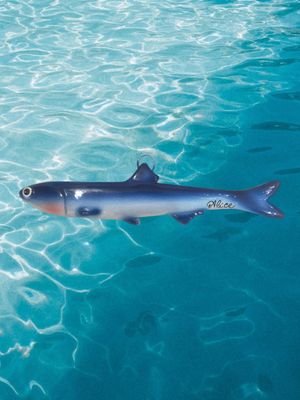 Pesce alice medio L. cm 18 x A. cm 4