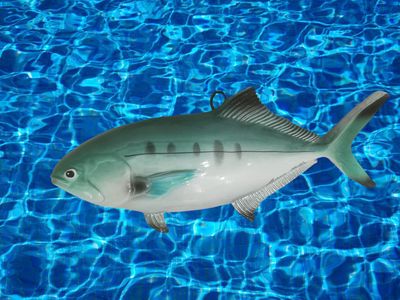 Leccia stella misura: L. cm 26 x A. cm 10