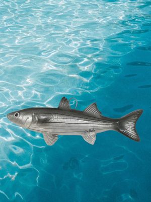 Pesce cefalo medio L. cm 19 x A. cm 7