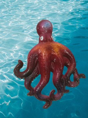 ​Polpo  medio L. cm 20 x A. cm 16