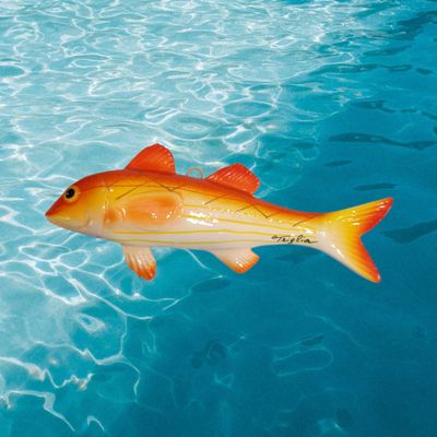 Pesce  triglia   L. cm 18 x A. cm 8