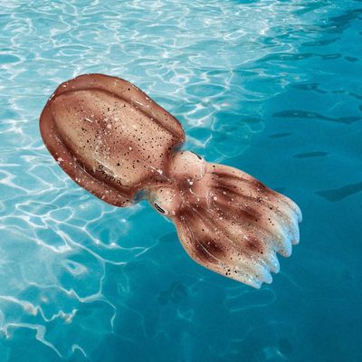 Seppia piccola L. cm 17 x A. cm 7