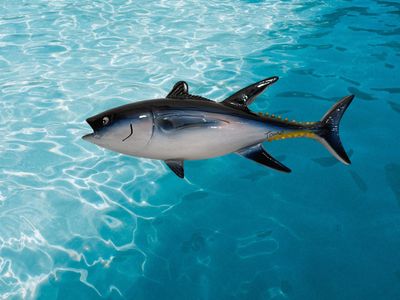 Tonno L. cm 18 x A. cm 6