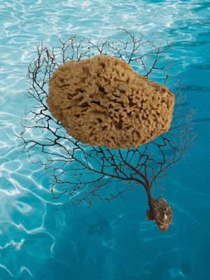 Spugna di mare naturale L. cm 14 x A. cm 10