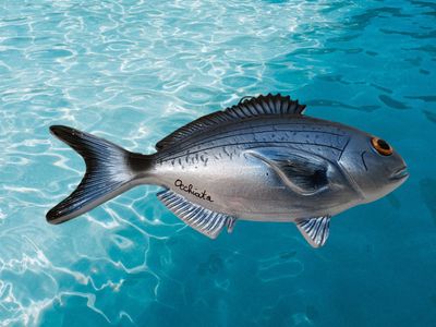 Occhiata L. cm 20 x A. cm 9