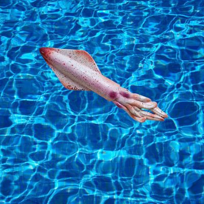 Calamaro L. cm 23 x A. cm 6