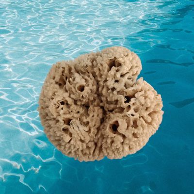 Spugna di mare naturale L. cm 14 x A. cm 12