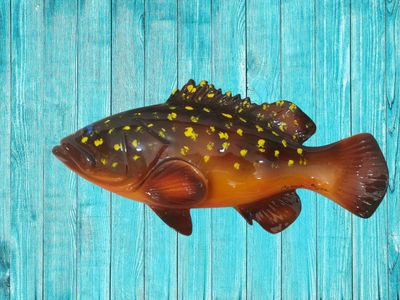 Cernia bruna L. cm 35 x A. cm 16