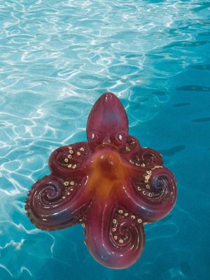 Polpo tana medio L. cm 16 x A. cm 14