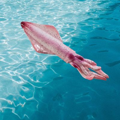 Calamaro L. cm 33 x A. cm 10