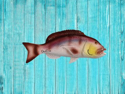 Dentice L. cm 19 A. cm. 8