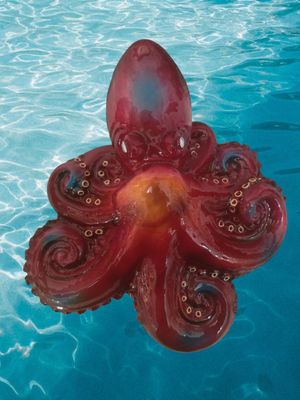 Polpo tana grande L. cm 33 x A. cm 29