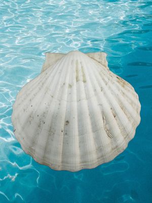 Conchiglia Capasanta cm 13x13,5