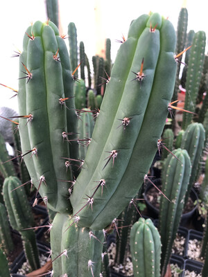 Seed Grown Cacti And Cacti Cuttings 