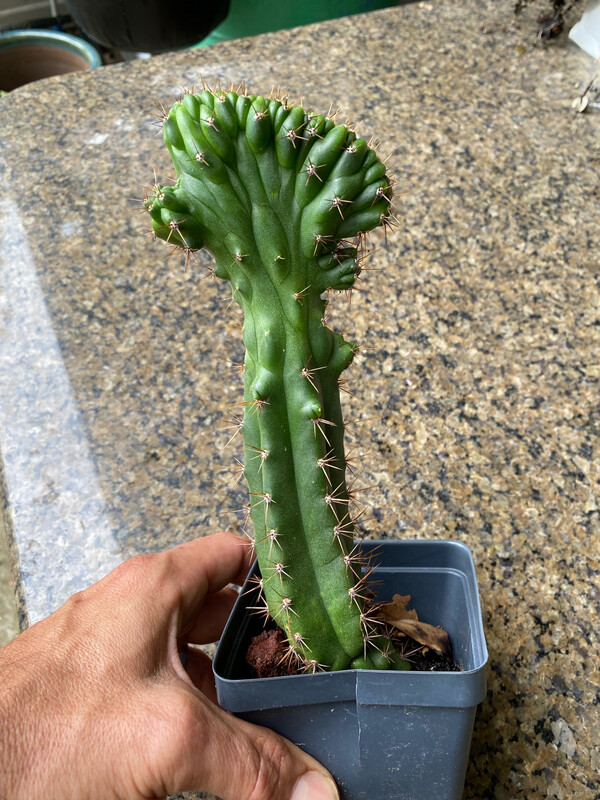 Mutant Tricho Cutting