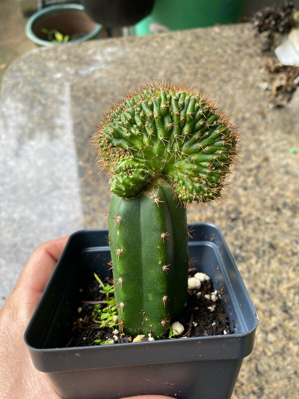 Mutant Grafted To PC