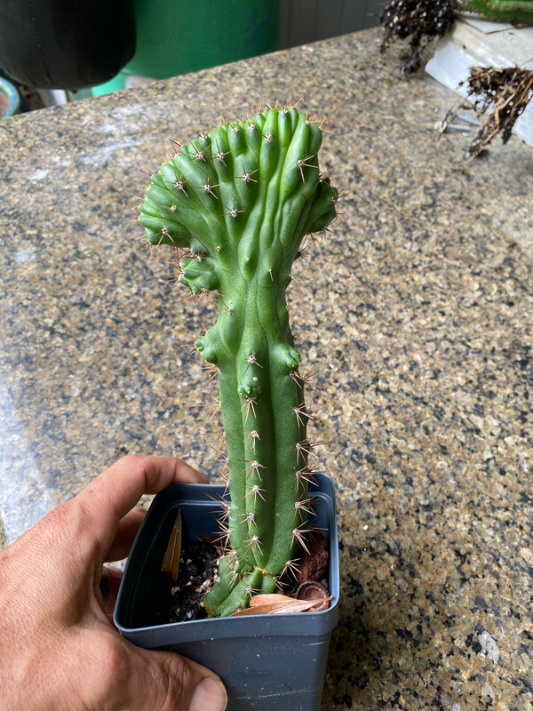 Mutant Tricho Cutting