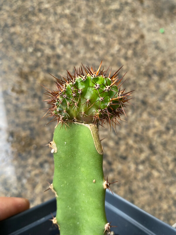 Mutant Piece On Hylocereus (purple Flesh)