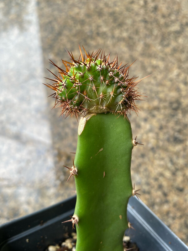 Mutant Piece On Hylocereus (purple Flesh)