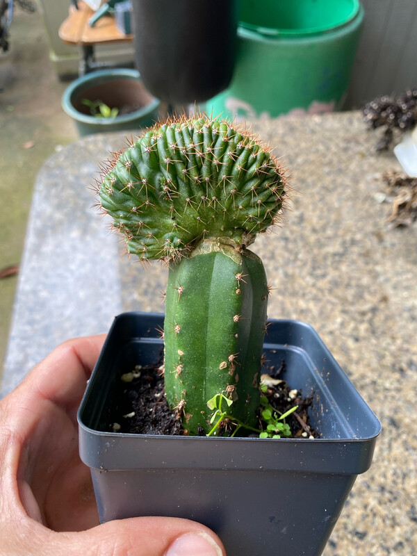 Mutant Grafted To PC