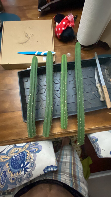 Sso2 X Yowie 12 Inch Cutting