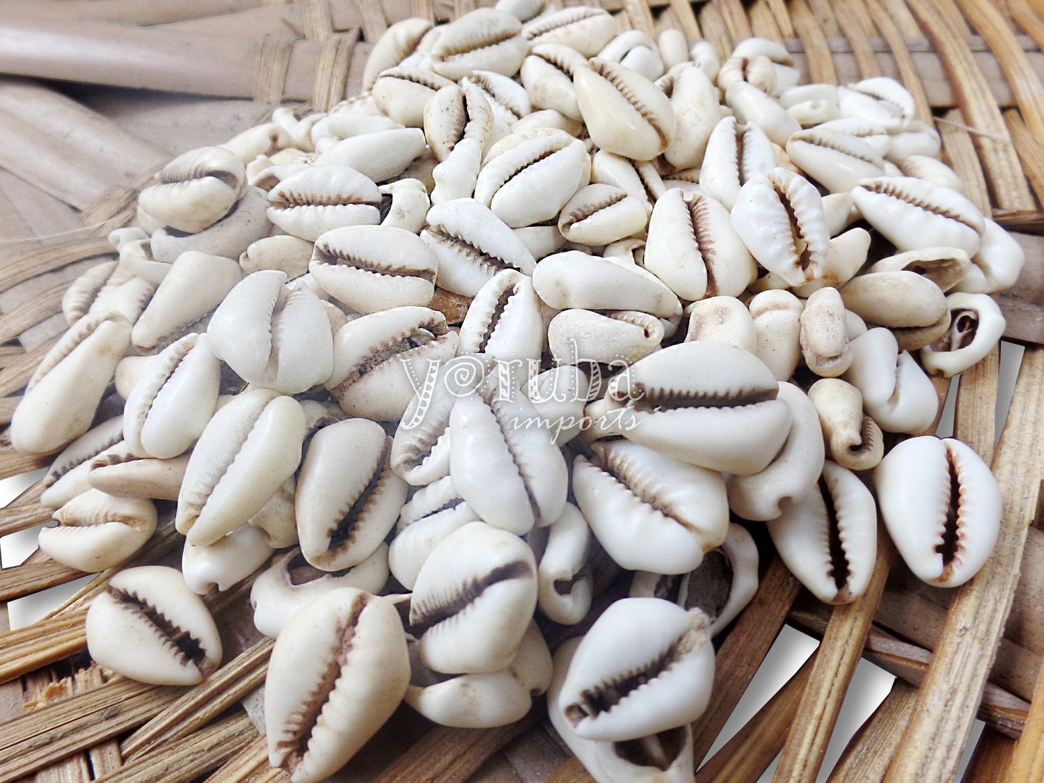 Shell - Cowrie Shells Loose, Type: White Color Open Back (8 pieces)