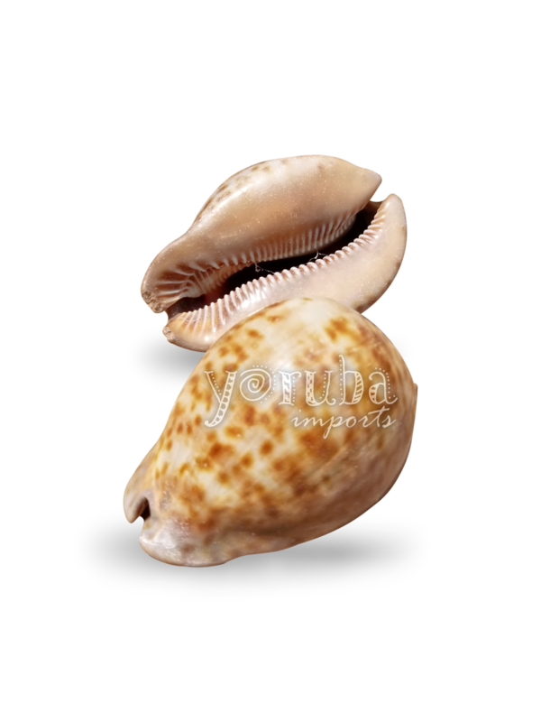 Shell - Tiger Shell - Large