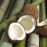 bamboo n coconut