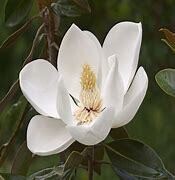 magnolia n peony