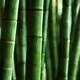 Himalaya bamboo