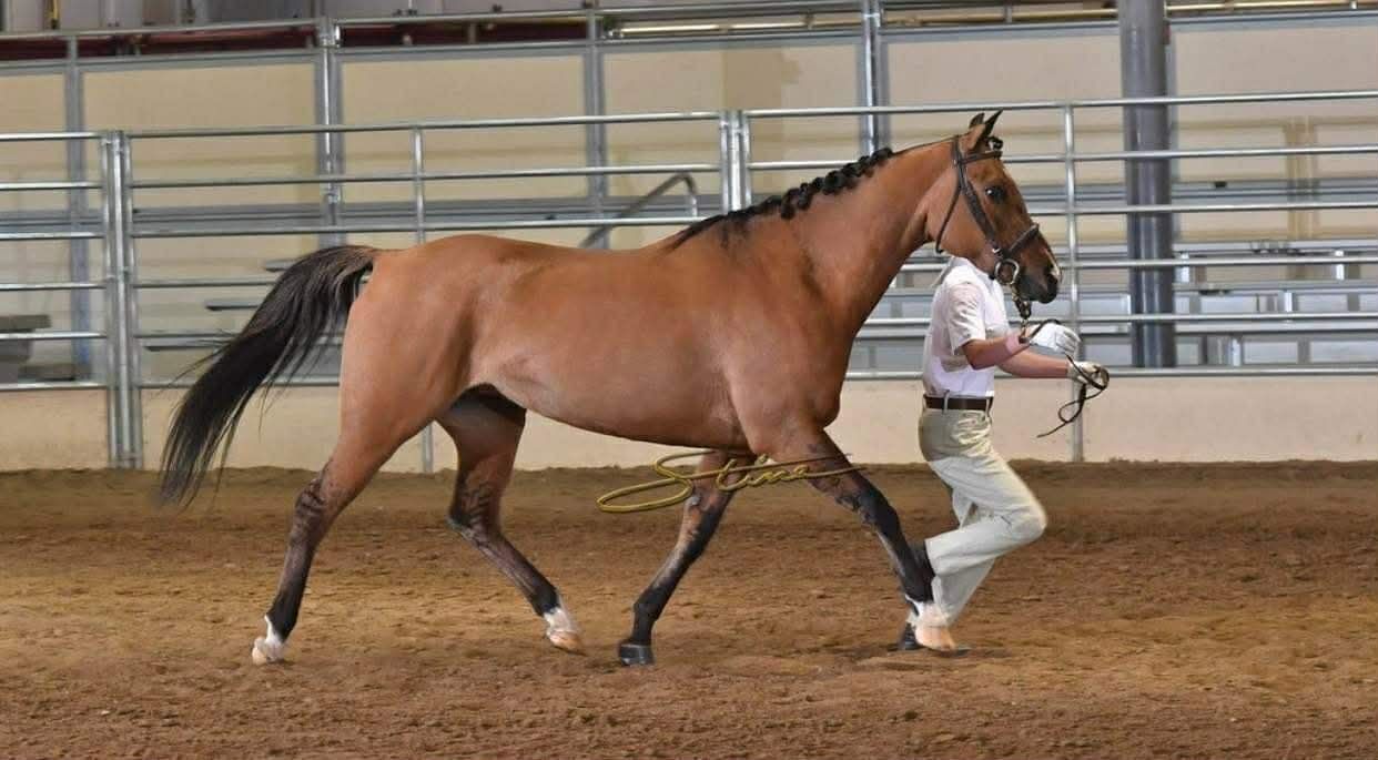 Custom pony for lisa