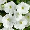Petunia Sanguna White Improved