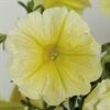 Petunia Sanguna Yellow