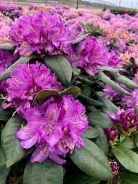 Rhododendron, Minnetonka