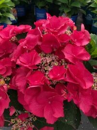 Hydrangea, Cherry Explosion (Bloomables®)