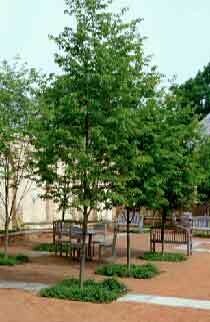 Allegheny Service Berry