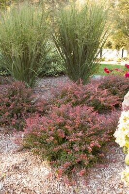 Cabernet Barberry