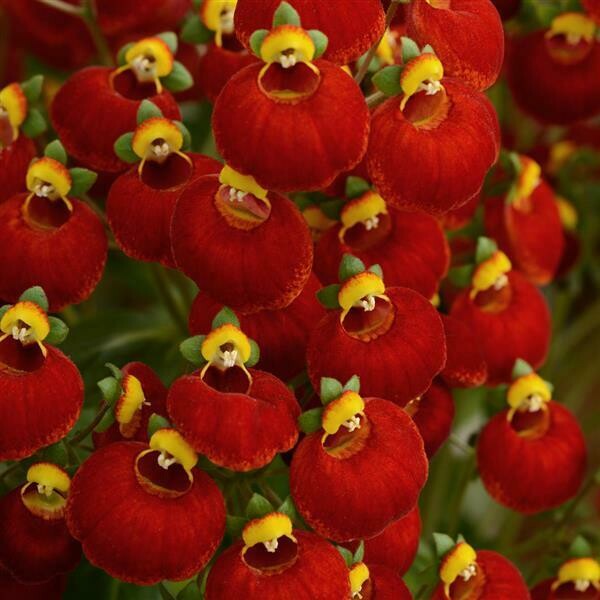 Calynopsis, Red Calceolaria