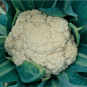 Snow Crown Cauliflower