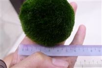Giant Marimo 4-5cm