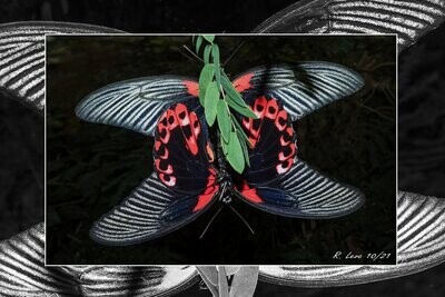 Wandbild Leinwand Deutschland "Butterfly 2"