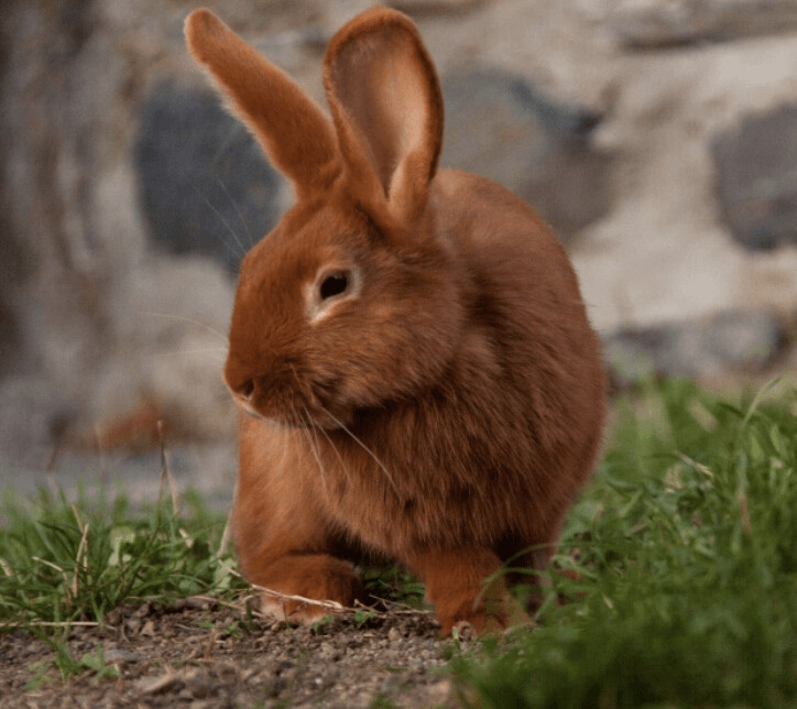 Lapin Fauve De Bourgogne Le Bon Coin