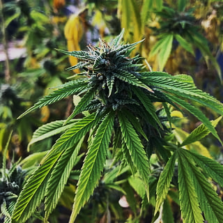 Cannabis Essenz