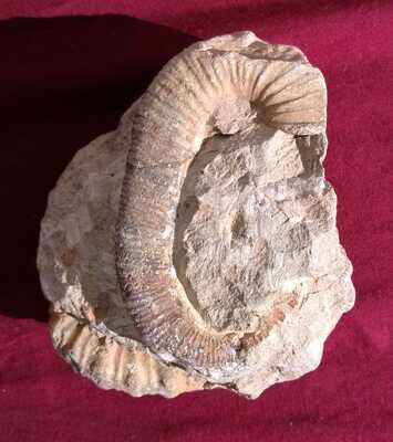 AMMONITES