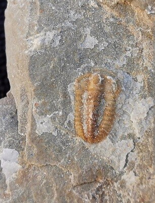 TRILOBITES