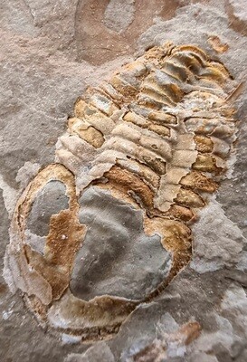 Daguinaspis ambroggii