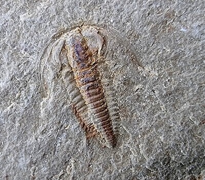 CAMBRIAN FOSSIL SOUSS LAGERSTÄTTE