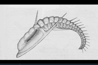 The Moroccan fallotaspidid trilobites revisited (Geyer, 1996)